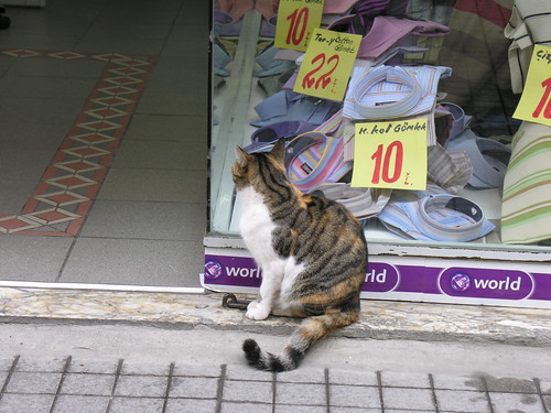 Tipikus Istanbuli jelenet: Ha leárazás van a ruháknál, akkor ott megjelennek a macskák is