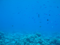 manihi diving