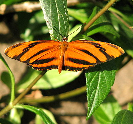 tiger-striped long wing b'fly