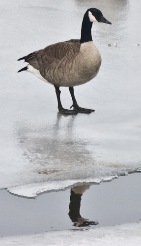 A Canada Goose Reflects