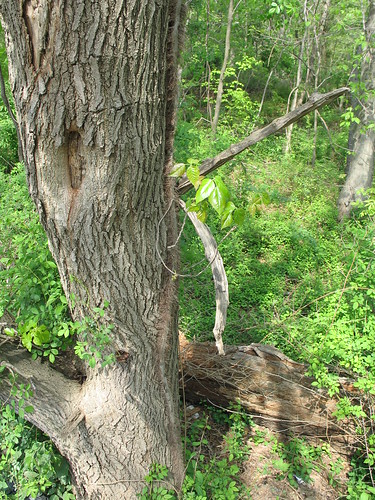 large poison ivy vine. Example 2 of hairy poison ivy vine