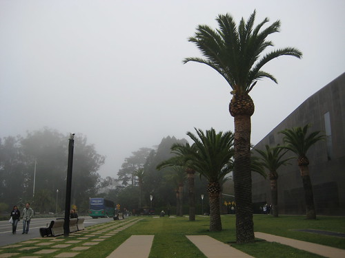 Fog / Palm Trees / Classic