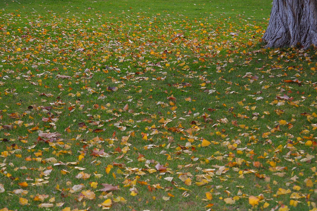 Fallen leaves #01