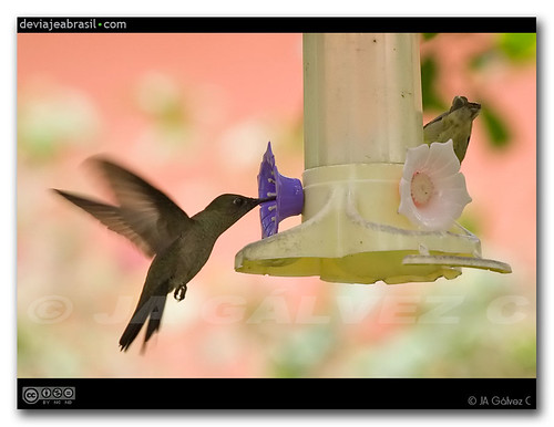 colibrí / hummingbird