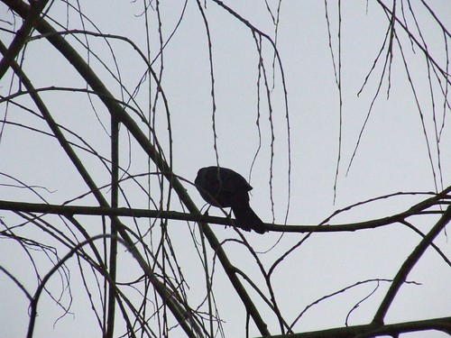 Bird in our Willow Tree