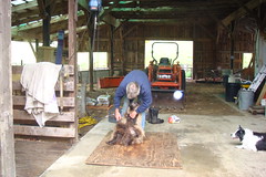 Shearing the lambs.
