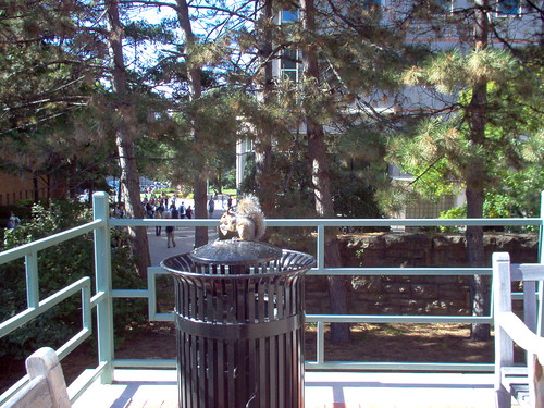 Campus Wildlife