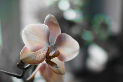 Orchidee mit entzogenen Farben