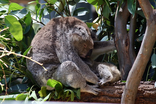 Koala & cub