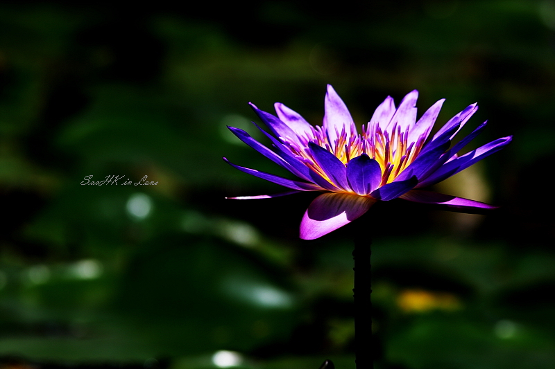 Water Lily @ Orchid Garden KL