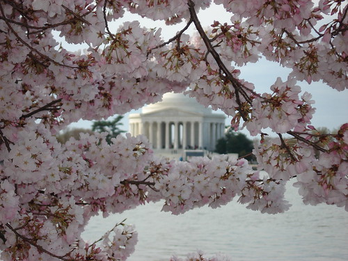 DC Cherry Blossoms 052