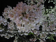 栗林公園夜桜