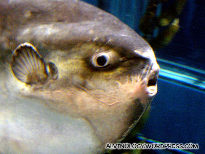 The sun fish has a very silly-looking face