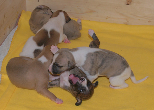 Whippet puppies: 15 days old
