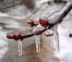 ice on red maple buds