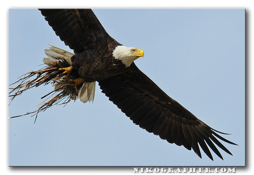 Bald Eagle With Nest Material - Blackwater National Wildlife Refuge, MD