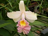 Sobralia is a common garden plant in areas with mild weather