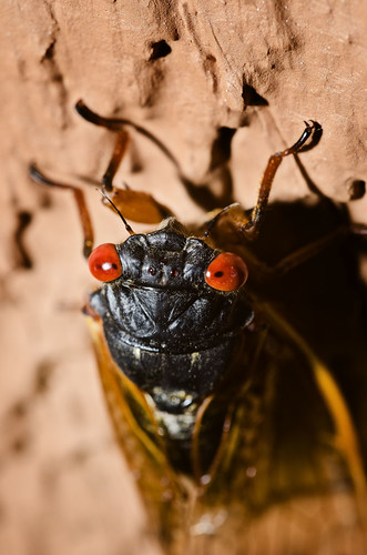 Eye to eye to eye with the dreaded locust - Nikon D7K