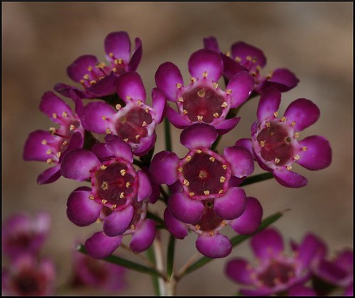 Chamelaucium uncinatum 'Purple Pride'