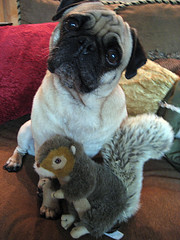 norman and his squirrel