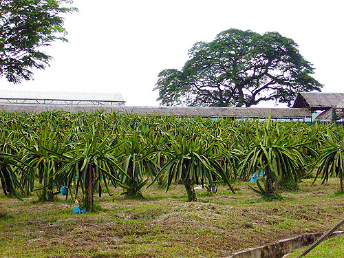 dragonfruit plantation
