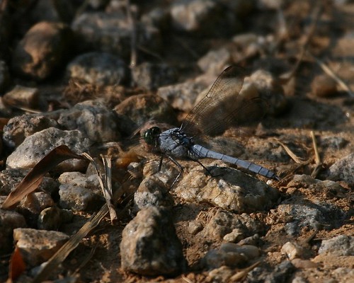 Dragonfly on ground