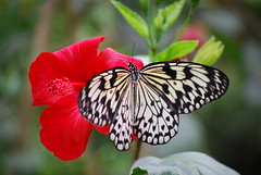 Mariposa del Butterfly Park