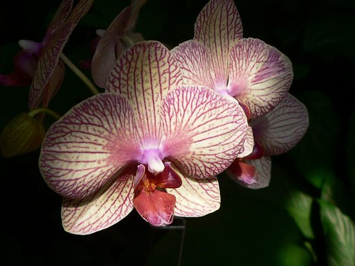 Orchids in the Shade