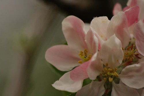 Pink Apple Blossom in the Shaded Evening Garden