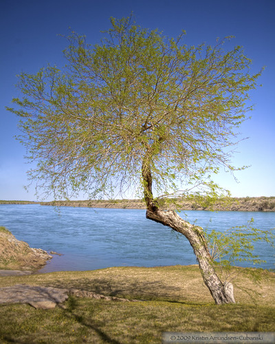 Colorado River and tree