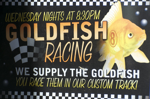 Goldfish Races