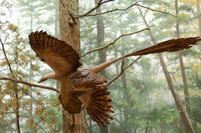 Microraptor flies on four wings (American Museum of Natural History)