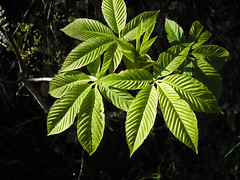 unusual bud 3 with leaves