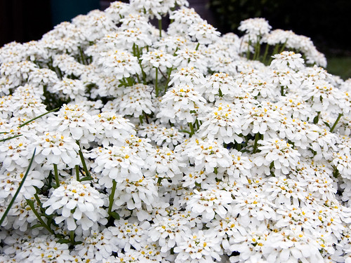 Little White Flowers