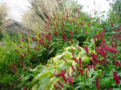 Soest Autumn 2007 Persicaria with Symphytum