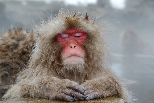 monkey meditating in hot spring