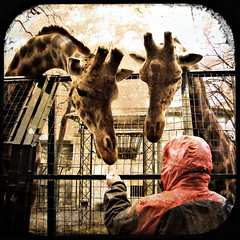 pictures from zoo - giraffes