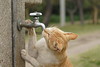 水呑み猫再び！