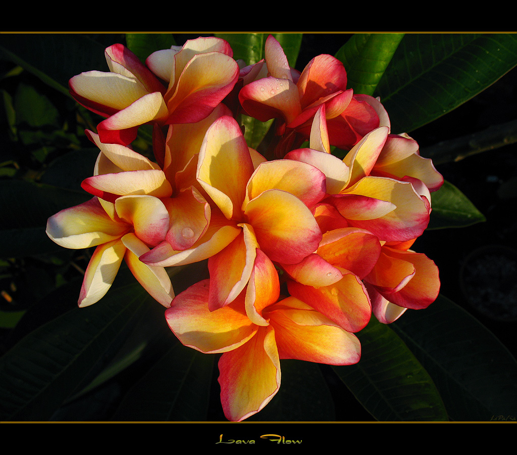 Hawaiian Flowers The