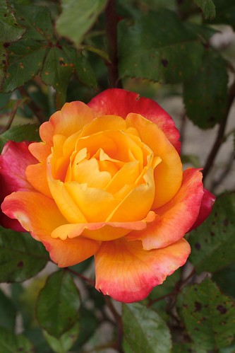San Jose Rose Garden 4895