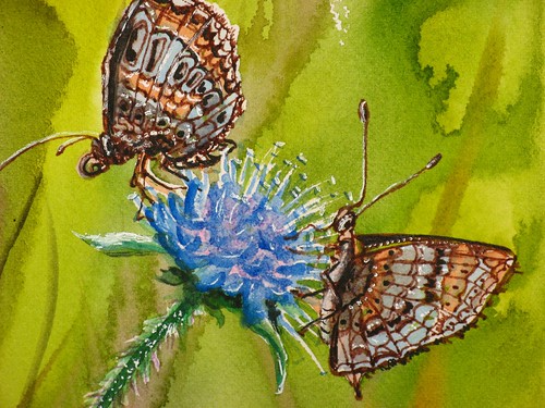Butterflies close up 003