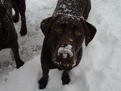 Cheyenne: Snow Faced Dog