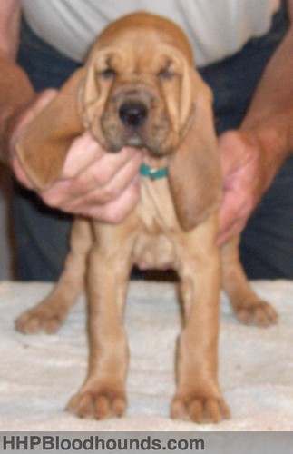 bloodhound dogs pictures. Bloodhound puppy from a recent