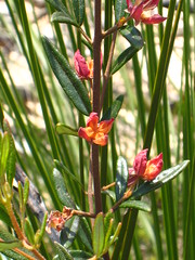 Boronia ledifolia IMG_6595