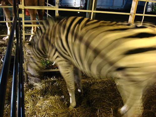 A zebra as part of the nativity scene outside a church in Tampa, Florida, USA