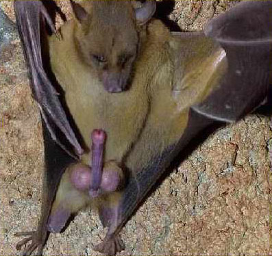 Horny Bat