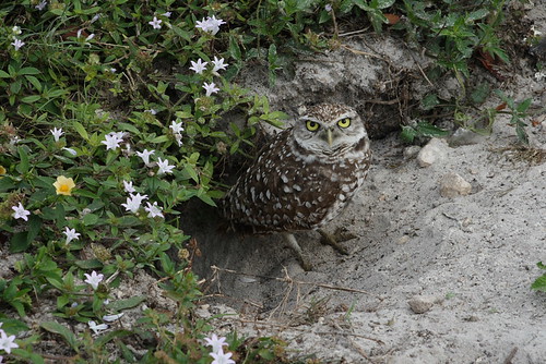 burrowing owls 1-26-08 093