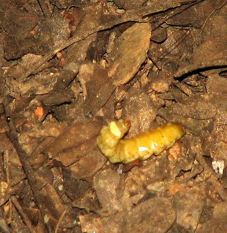 close up of glow worm showing the posterior segment (glow part) raised