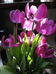 pink tulips in sunlight