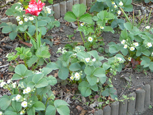 Erdbeerblüte 2008
